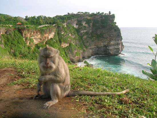 Auch hier wieder Affen......diese diebischen Elstern 