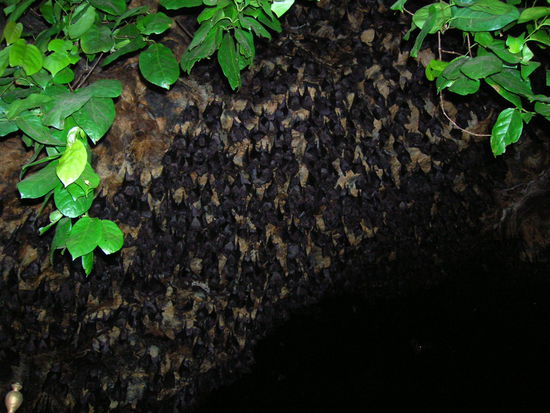 Hier haengen die kleinen Racker......sind sehr faszinierend und meiner Meinung nach gnadenlos unterschaetzt........