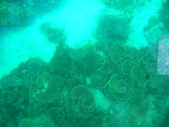 ......das Boot hat GLASS BOTTOM und ich habe versucht zumindest die Korallenwelt einzufangen - ........es geht einfach nicht.......das muss man erleben...........trotzdem....damit ihr eine Ahnung habt wovon ich spreche hier ein Abklatsch der Meeresflora....