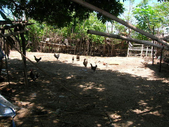 ........es riecht sehr beissend und scharf nach Huehnerfaekalien UND.......