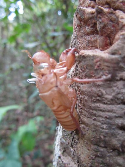 die Heuschrecken haeuten sich heute