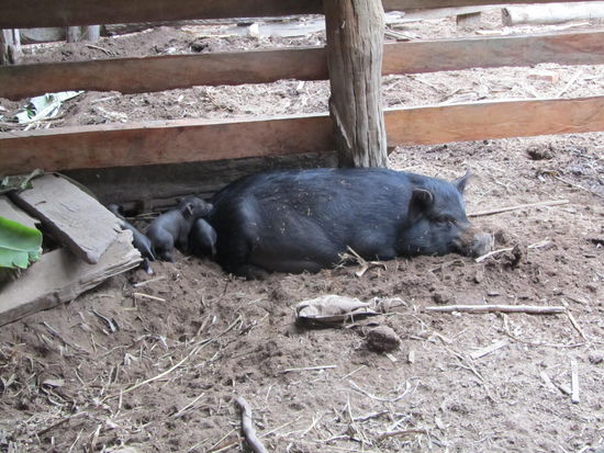 Schwein mit Kindern