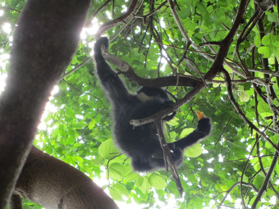 Tempelaffe mit schwacher Blase 