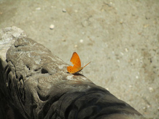 der leicht abgewrackte (aber noch immer wunderschoene) Schmetterling nuetzt es gleich fuer ein Sonnenbad