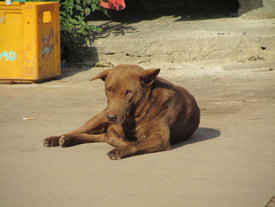 Sonne macht einfach Hundemuede!