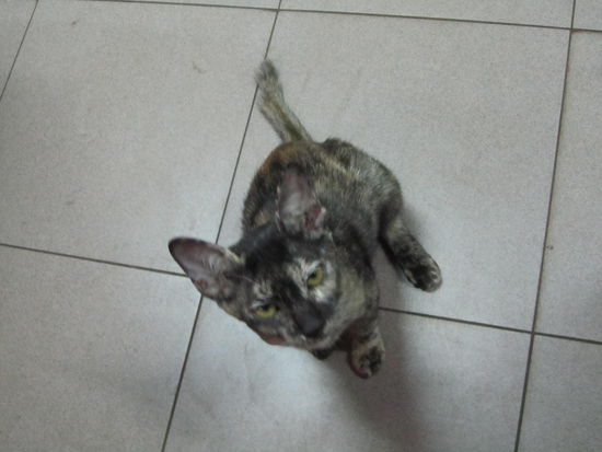 Die Katze wollte auch, kam aber erst spaeter drann