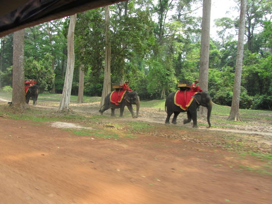 der Elefantenpfad fuer TukTuk-, Fahrrad- und fussgangsmuede!