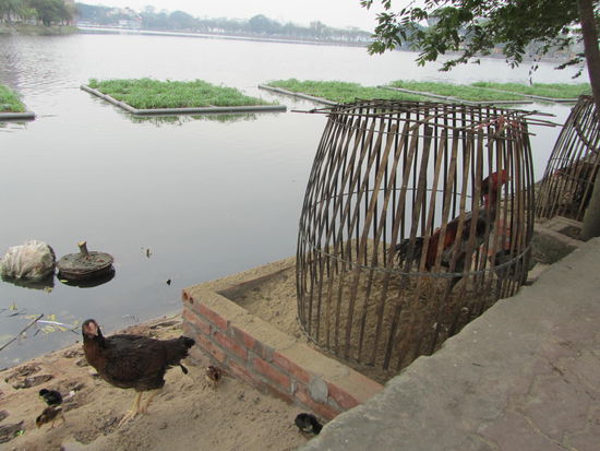 Glueckliche Freilandhuehner