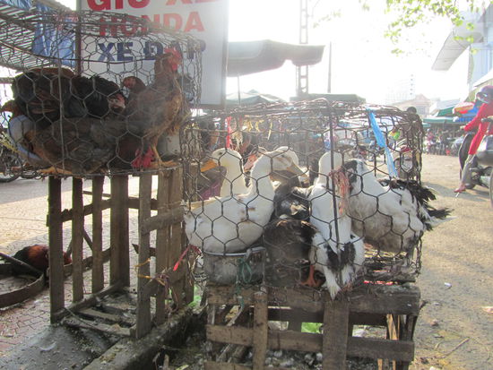 hier die Gattung "glueckliche" Freiluftgans 