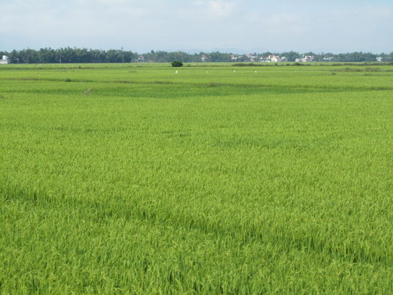 vorbei an wunderschoenen Reisfeldern im satten Gruen!
