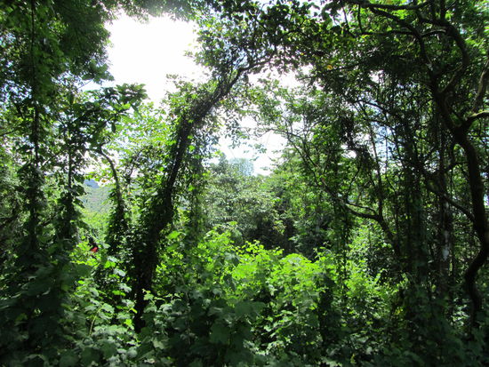 J A W O H L ..............