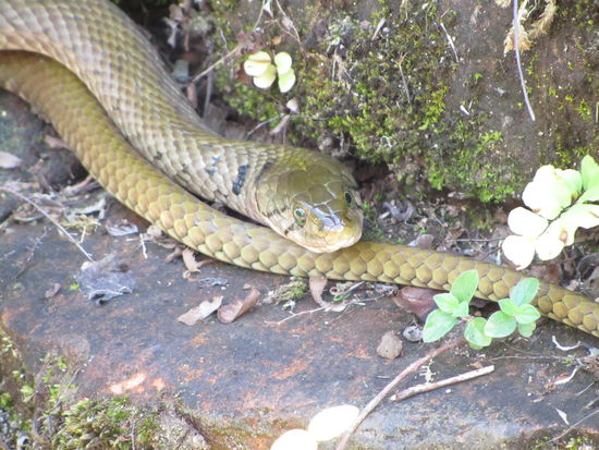 Jajaja - im Jungel wohnen halt nicht nur Afferln - die Schlange nahm auf den Ruinen genueszlich ein Sonnenbad...........