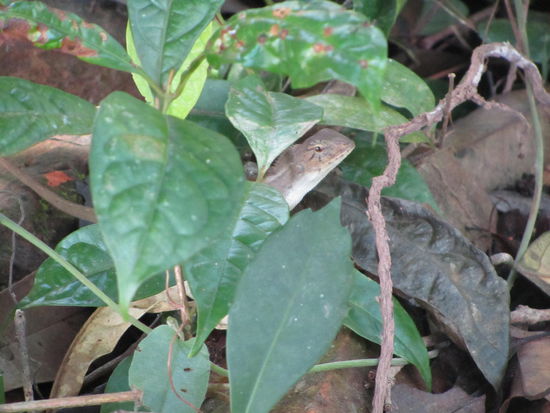 Echsensuchbild..........