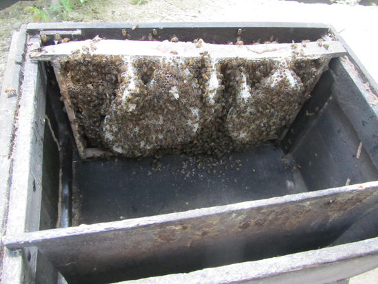 ........naja - Bienen halt!