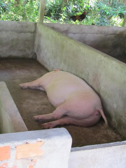 und daneben gleich die Schweinebratenfabrik.......