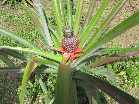 So wachsen die Ananuesse