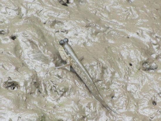 Das gehoert definitiv nicht zum Besten was wir je gegessen haben - steht bei den Vietnamesen aber ebenfalls am Speiseplan und tummelt sich hier im Delta ueberall im Schlamm!