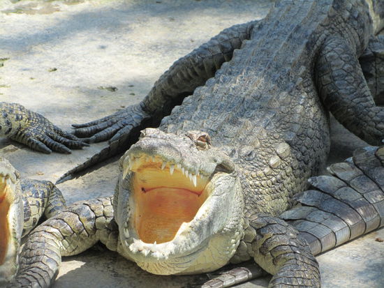 hier ein Exemplar der Gattung - Touristengourmet! .......