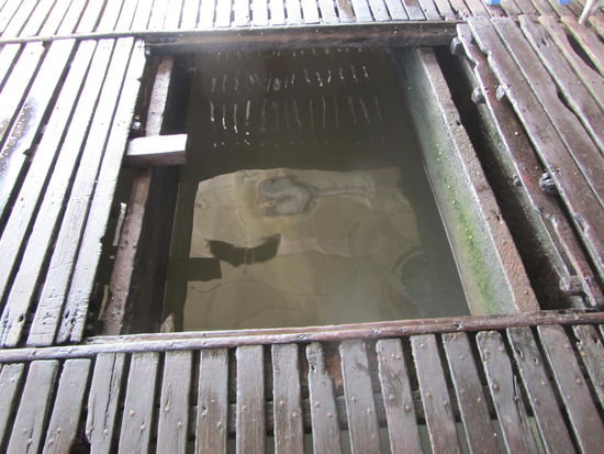 .......Vom Boot aus gibt es Zugaenge zu den Fischen die in Netzen darunter gehalten werden.........