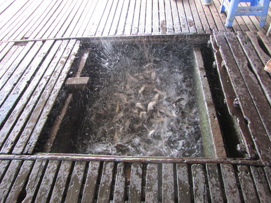 ........wirft man Futter rein kriegt man einen Eindruck wieviele da unten drinn sind - WAHNSINN