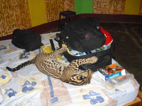 Der " kleine " Jaguar an meinem Rucksack