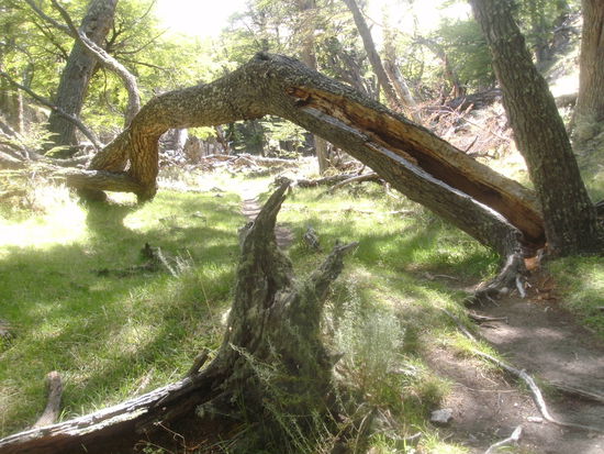 Der Pfad durch die Waelder