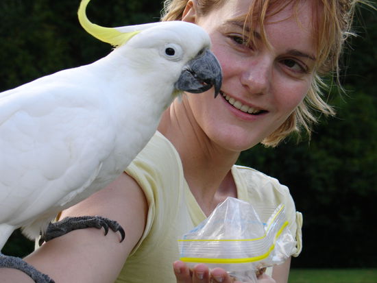 Beim Kakadu-Fuettern im Botanischen Garten  - freilebende Kakadus, echt frech aber auch sehr suess!