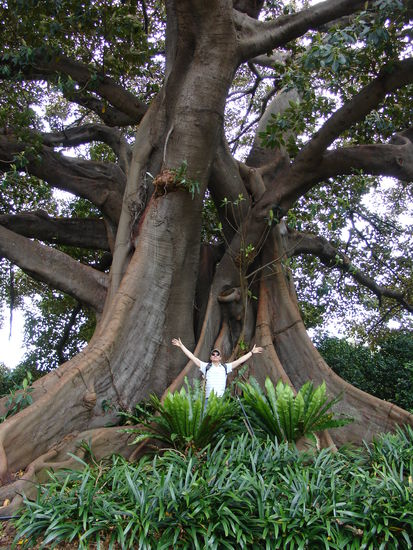 Solche Baeume sieht man in Europa nicht so oft