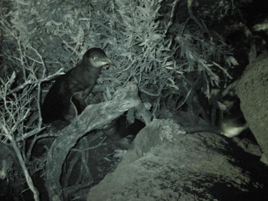 Am Strand von St. Kilda:
Die kleinsten Pinguine der Welt (17cm)nisten und naechtigen in den Steinen hinten am Pier - man soll nicht mit Blitz fotografieren, da sie sonst blind werden!
