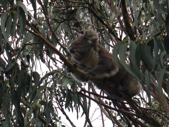 Im Ort Kennett River (an der Great Ocean Road) gab es zahlreiche wildlebende Koalas zu sehen. Man musste nur hoch in die Baeume kucken...
Bei denen gibt es wirklich nur zwei Lebenszustaende: Schlafen oder Fressen.
Aber suess sind die!!! Man moechte sie am liebsten vom Baum nehmen und knuddeln.