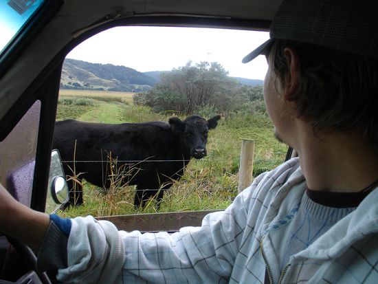 Einer der unzahligen Kuehe in Australien (hier am Rand des Otway Nationalparks)