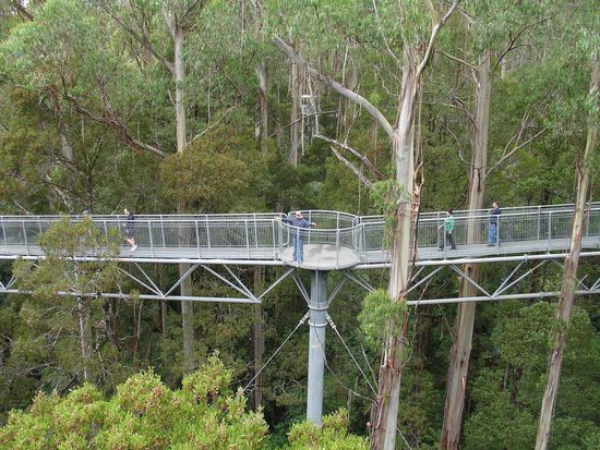 ... hier bekommt man den Wald aus einer ganz neuen Perspektive zu sehen, man begeht den Wald ueber bis zu 45m hohen Stegen in den Baumwipfeln entlang. Cool!