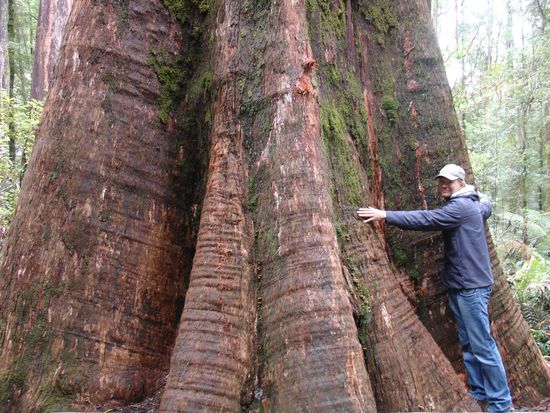 ... und alte Riesenbaeume