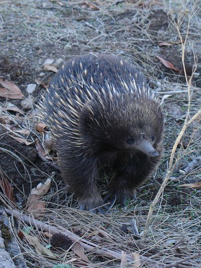 Hier ein seltsames Tier, 
der "Spezial-Igel", auch Echidna genannt. Eine Mischung aus Igel, Maulwurf und Ameisenbaer.
Sieht lustig aus..