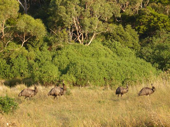 Wilde Emus im Towers Hill Reserve bei Warnambool