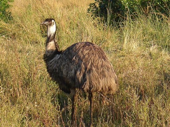 Guck Guck...
Der Emu ist abgesehen vom Kaenguruh das 2.Wappentier hier in Australien, und mit einer der groessten Voegel der Welt