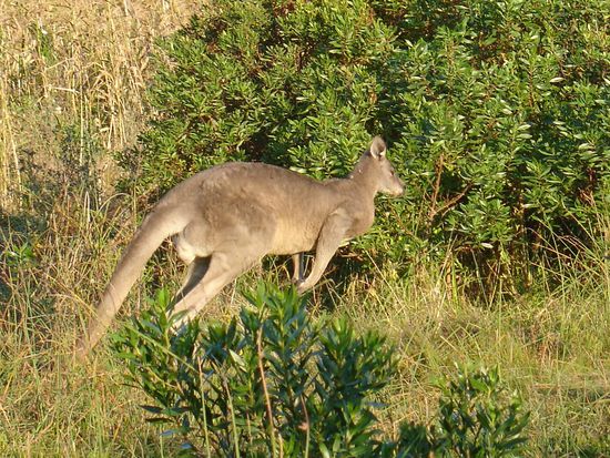 Jumping Kaengaruh... 2 Meter hoch!