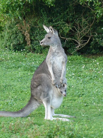 Oh suess...!
Kaengaruh-Mama mit Baby im Beutel
