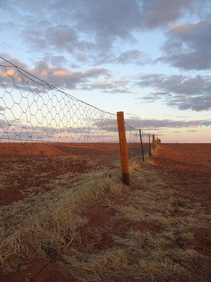 - Der Dog-Fence  -
Ein 9000km langer Zaun von Queensland bis Western Australia, der die Dingos (Wildhunde) von den Kuehen und Schafen fern haelt