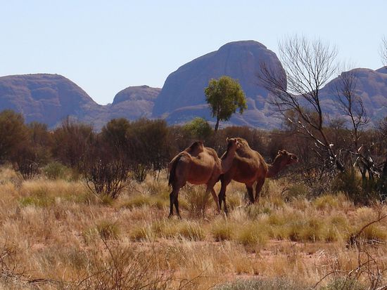 Wilde Kamela bei den Olga's