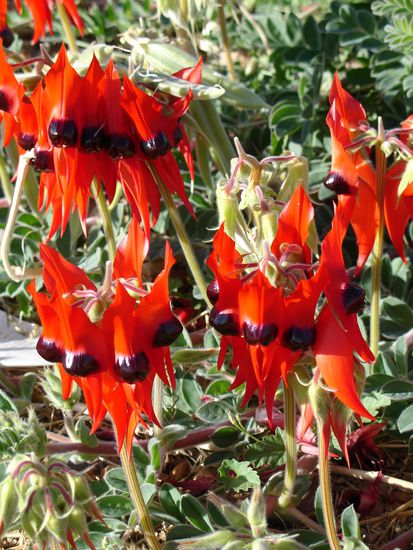 - Die Sturt-Desert-Pie -
Eine Blume, die es nur hier in der Wueste gibt.