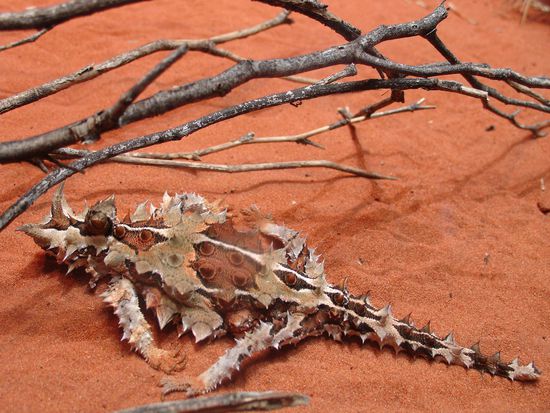 Der Thorny Devil im Desert Park - Alice Springs