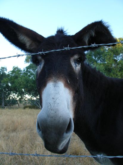 Unser Donkey in Banka Banka. Eine ehemalige Rinderstation und nun ein Campingplatz mit einigen restlichen Tieren.