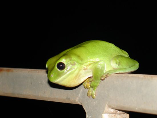 - Willkommen in den Tropen!! -
Palmen, tropische Temperaturen ueber 30 Grad am Tag und noch etwa 20 Grad in der Nacht...
Wir fuehlen uns wie im Urlaub 