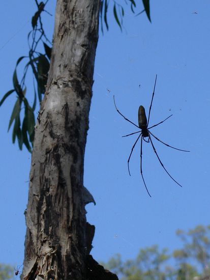 Der tropische Norden und seine Spinnen...