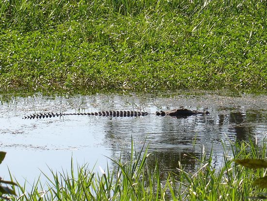 Und natuerlich die ganzen Krokodile...
Hier am Yellow River, Kakadu National Park