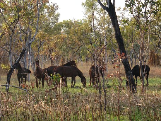 Wildpferde im Kakadu NP