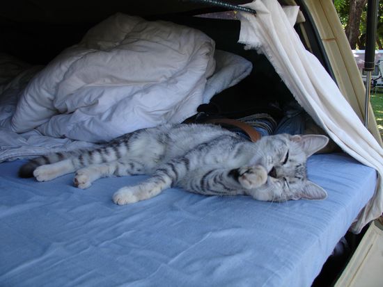 Unsere neue Freundin "Miezzie", die wir auf dem Campingplatz in Katherine kennengelernt hatten. 
Sie durfte sogar mit bei uns im Bett schlafen...