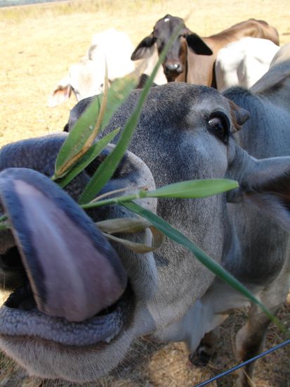 ...der Campingplatz war auch gleich neben einer Cattle-Station mit natuerlich ganz vielen Kuehen.