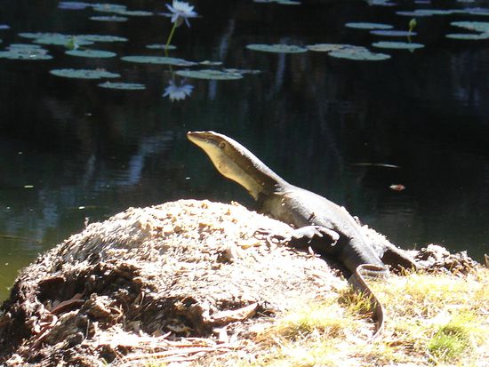 - Riesen-Eidechse, die wir an einem Wasserloch entdeckten -